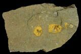 Two Fossil Ordovician Edrioasteroids - Morocco #115010-1